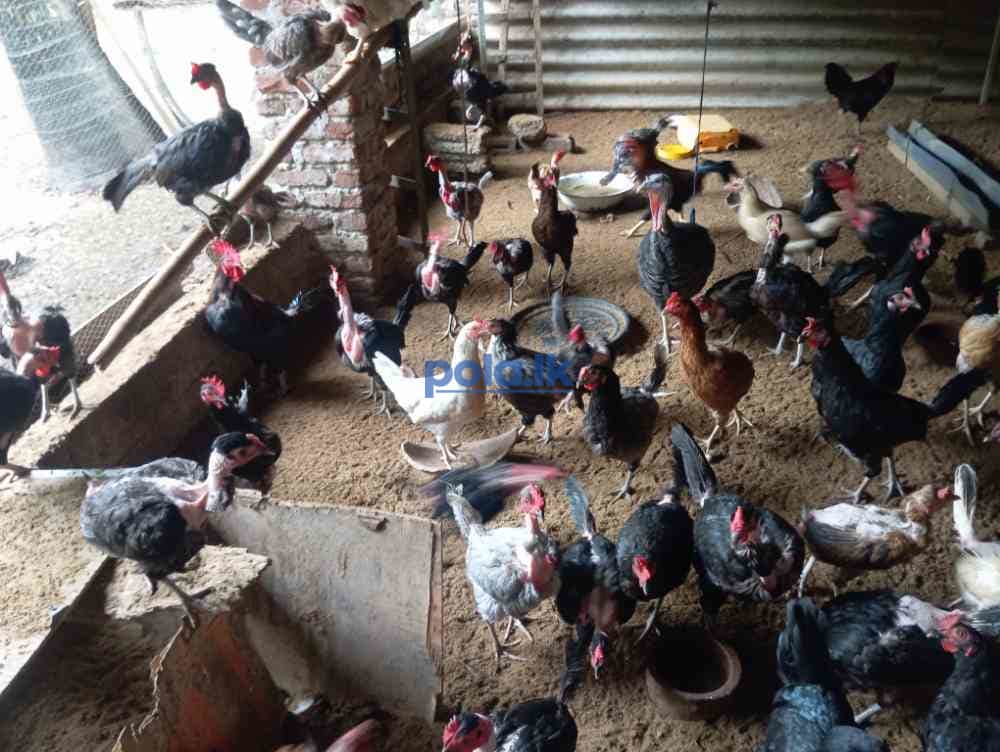 70 Egg laying hens for sale - photo 1