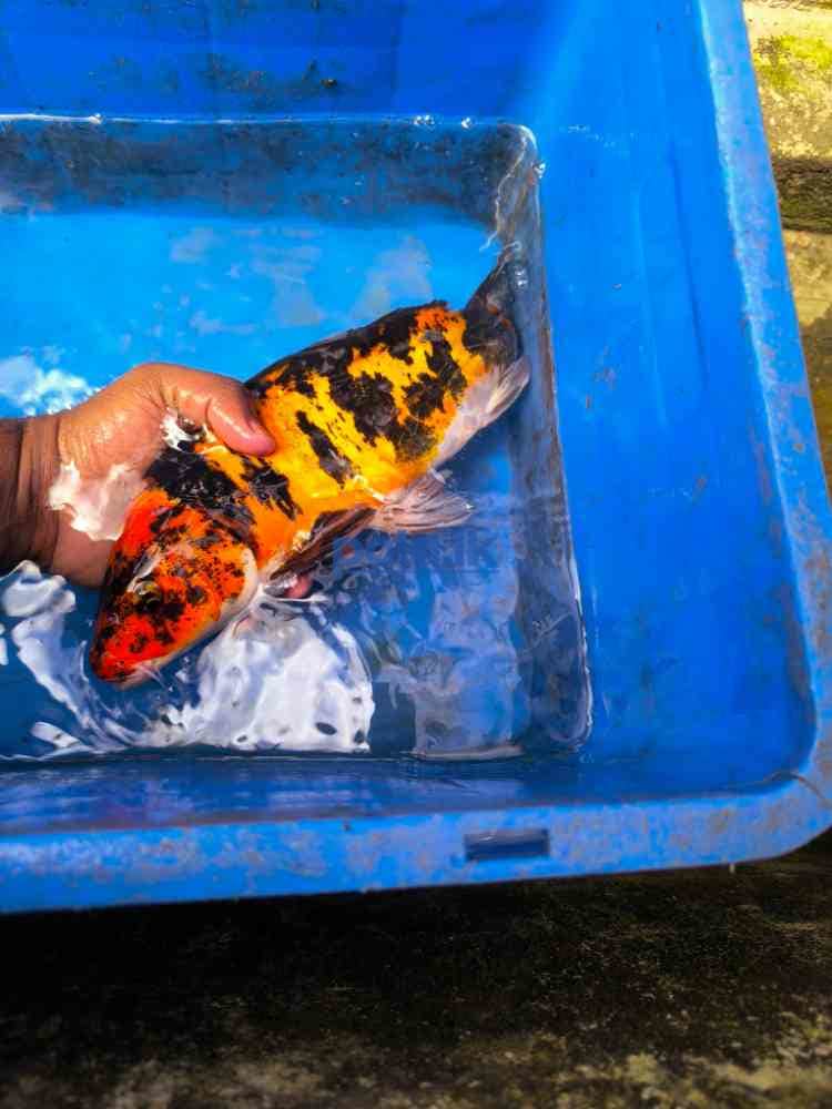 SL koi carp fish - photo 7