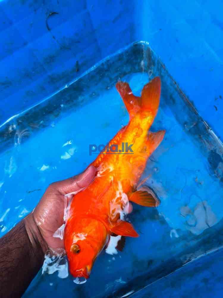 SL koi carp fish - photo 5