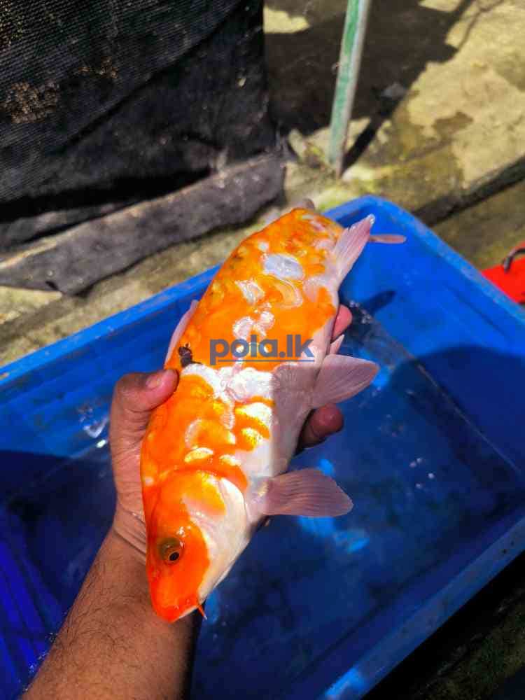 SL koi carp fish - photo 1
