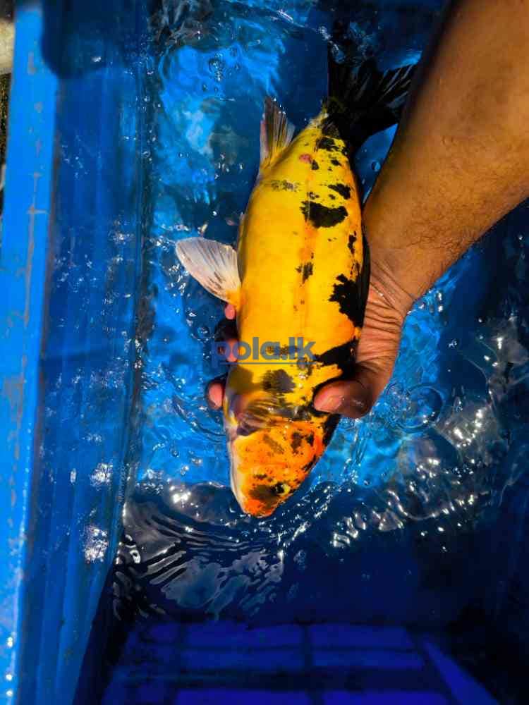 SL koi carp fish - photo 3