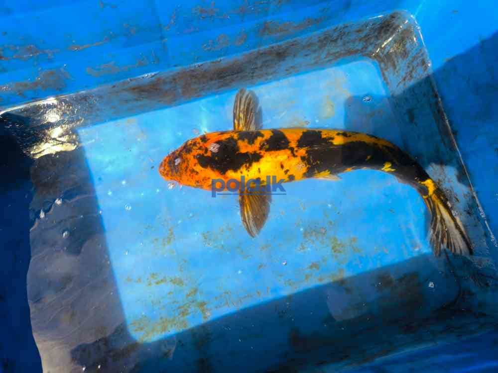 SL koi carp fish - photo 12