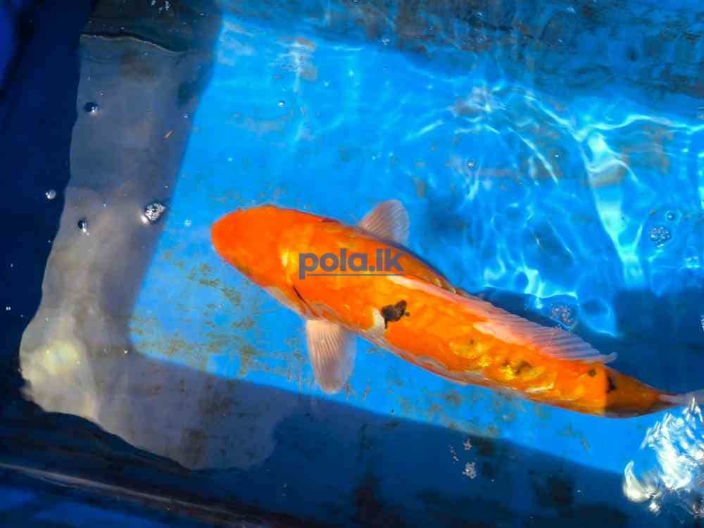 SL koi carp fish - photo 2