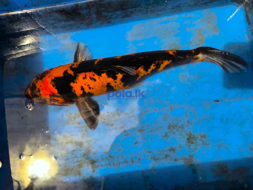 SL koi carp fish - photo 6