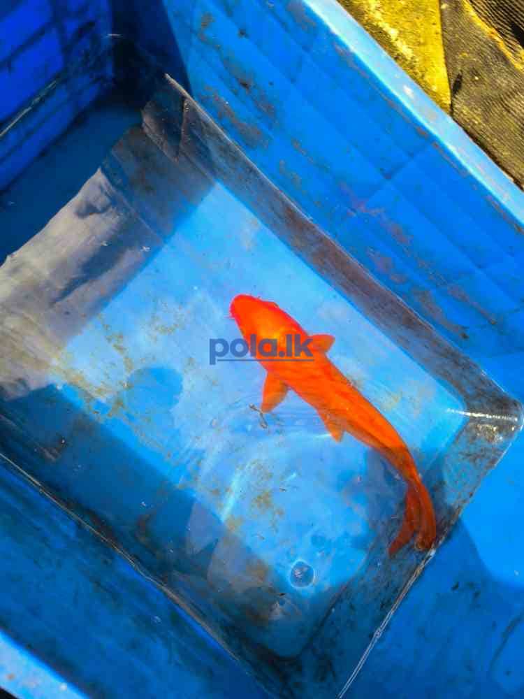 SL koi carp fish - photo 4