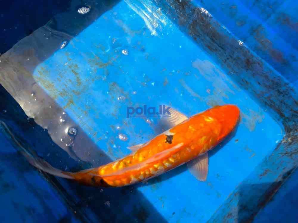 SL koi carp fish - photo 9