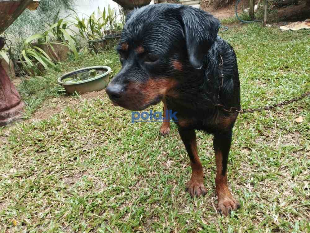 Rottweiler female - photo 1
