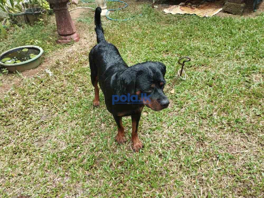 Rottweiler female - photo 3
