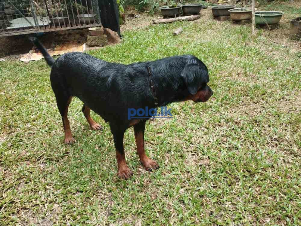 Rottweiler female - photo 4