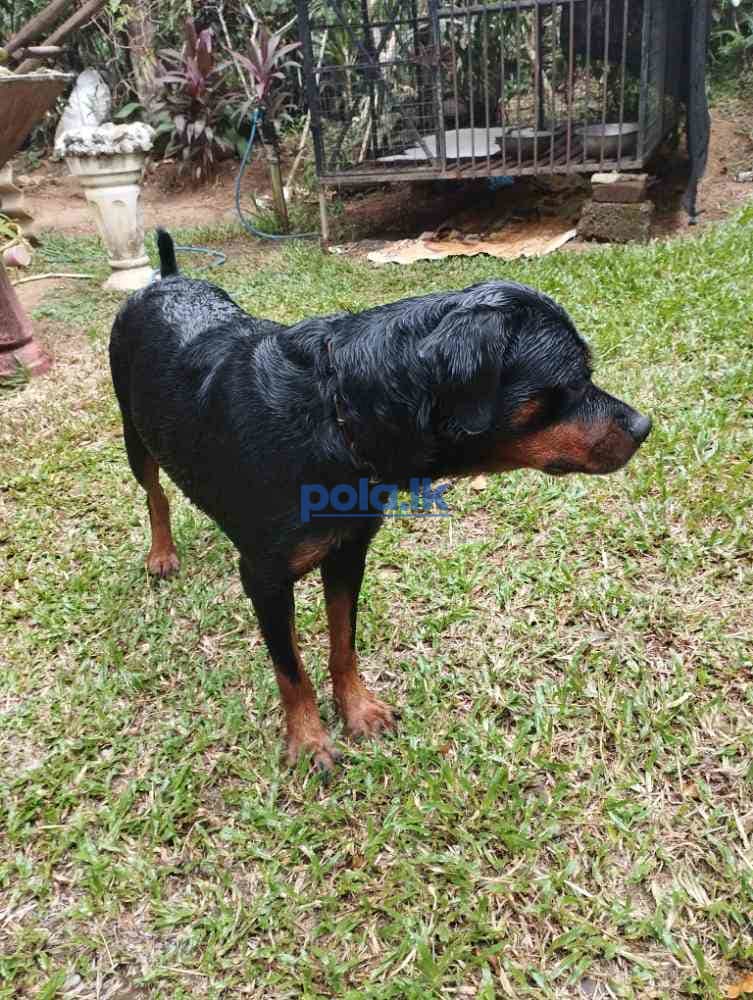 Rottweiler female - photo 2