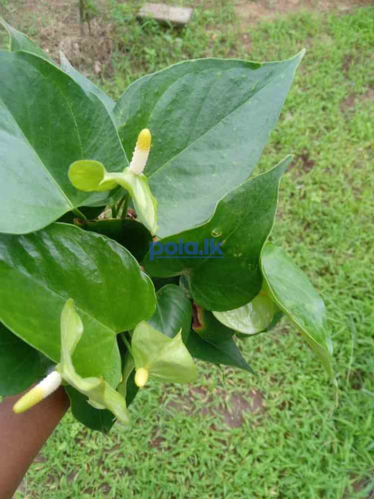 Anthurium plant - photo 3