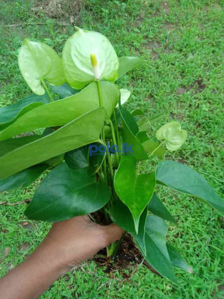 Anthurium plant - photo 2