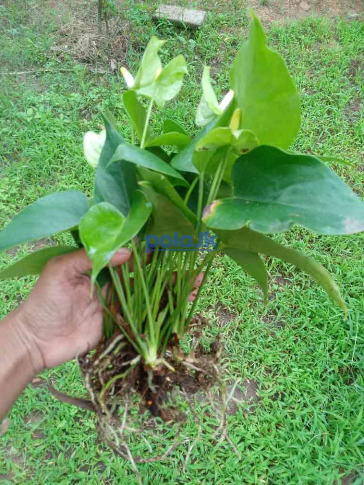 Anthurium plant - photo 1