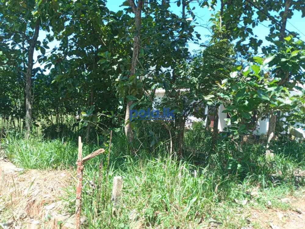 Land for sale in palapathwala - photo 5
