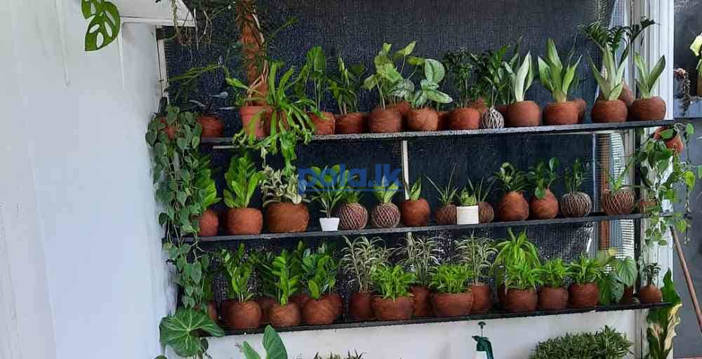 Handmade kokedama coir pot - photo 2