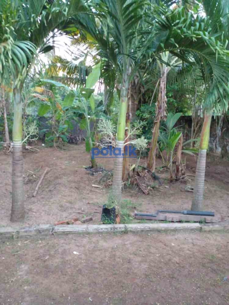 House and land for sale in negombo - photo 3