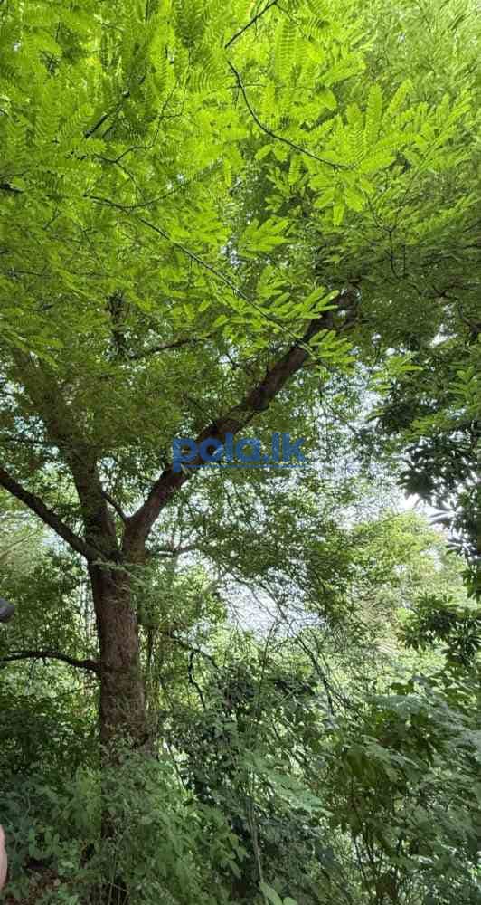 Tourism investment land in unakuruwa tangalle - photo 3