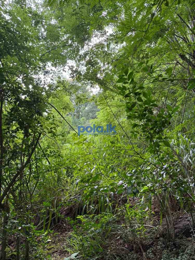 Tourism investment land in unakuruwa tangalle - photo 1