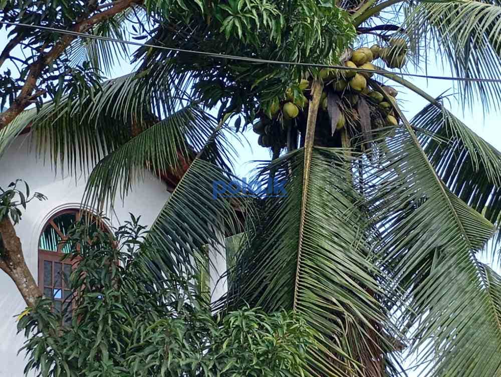 House for sale in narammala - photo 12