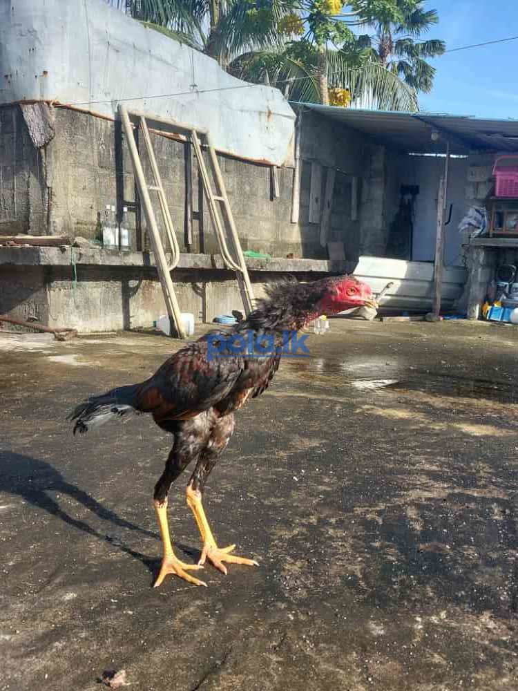 Koli rooster - photo 1