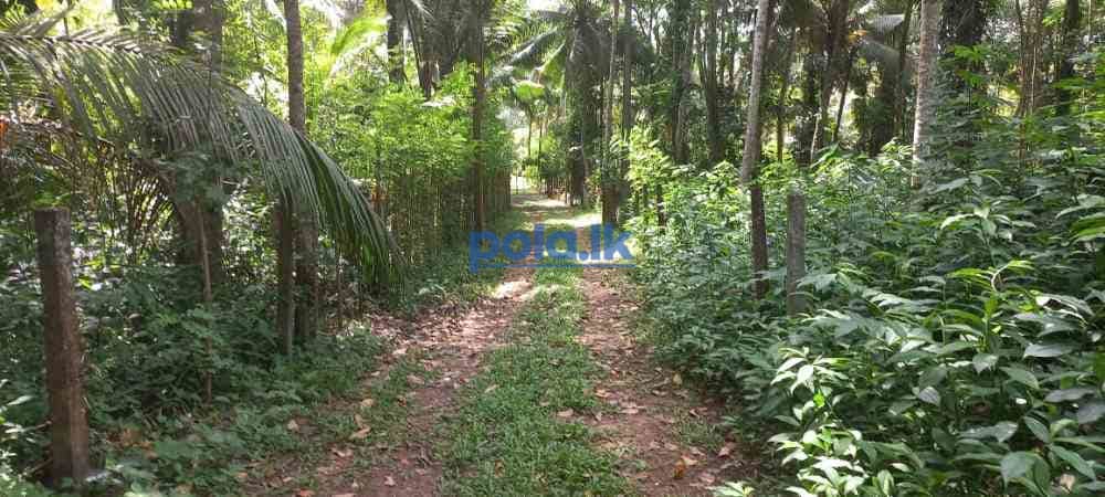 Valuable land in calm environment in gampaha - photo 7