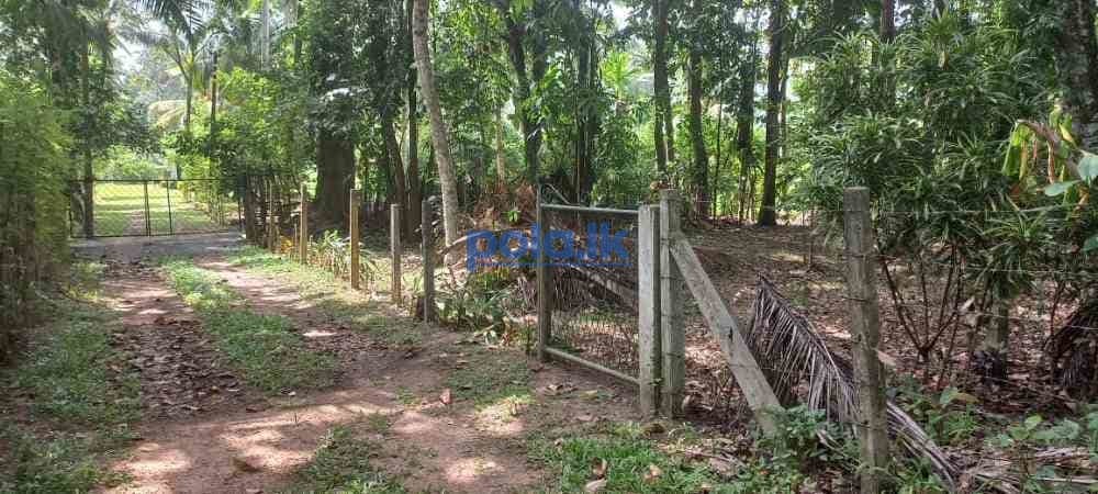 Valuable land in calm environment in gampaha - photo 1