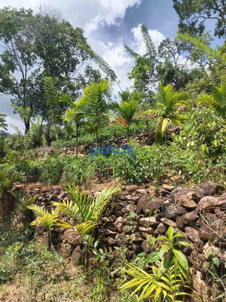 Land for sale in upper diyaluma - photo 3