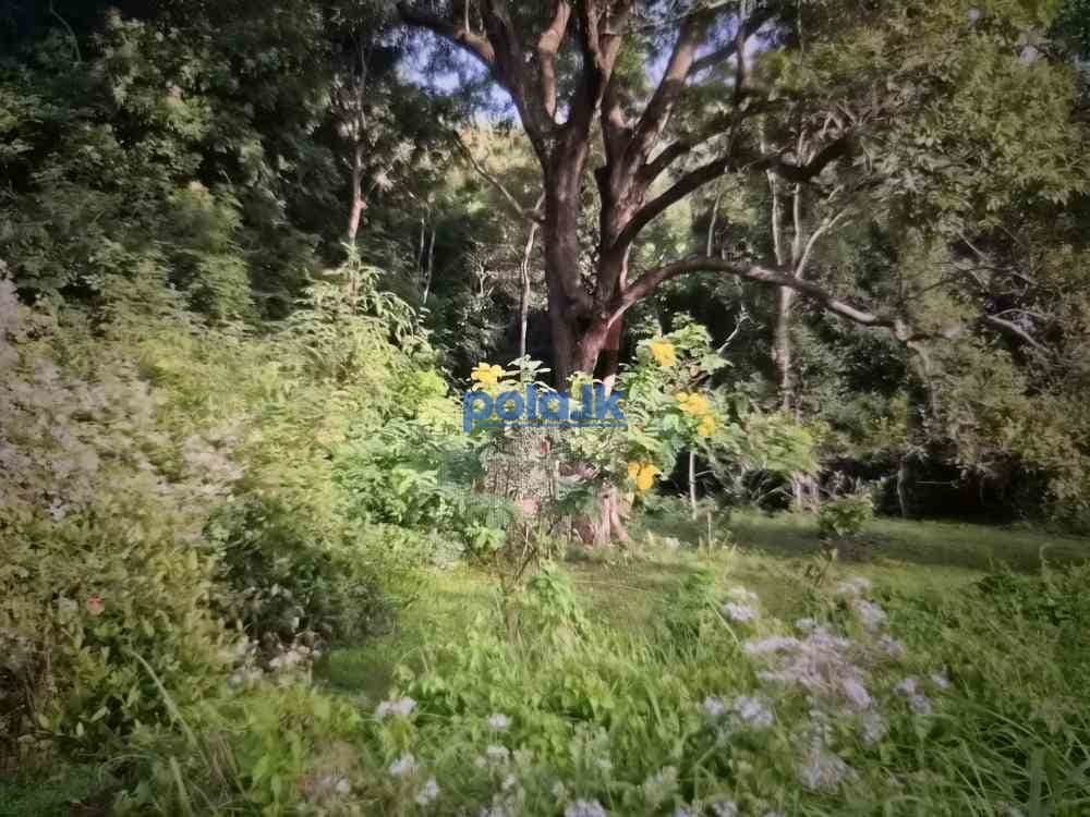 Land for sale in matara - photo 1