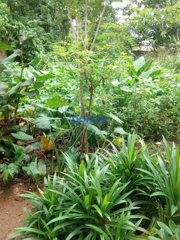 Land for sale in meegoda - photo 1