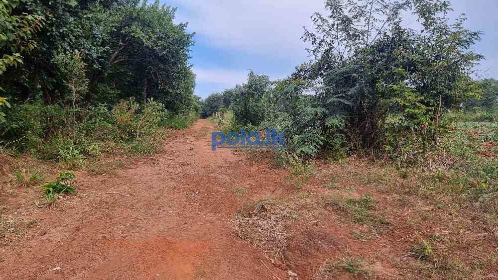 Land for sale in sigiriya - photo 4