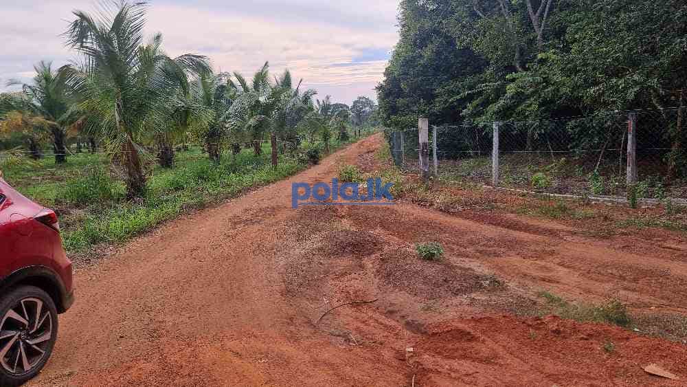 Land for sale in sigiriya - photo 2