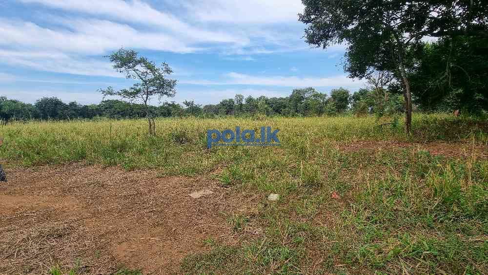 Land for sale in sigiriya - photo 6