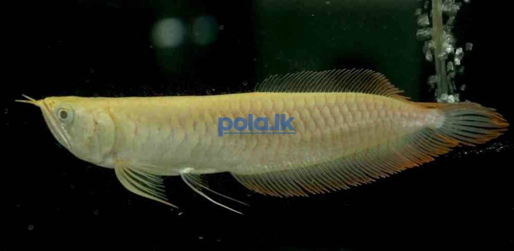 Red eye albino arowana - photo 1
