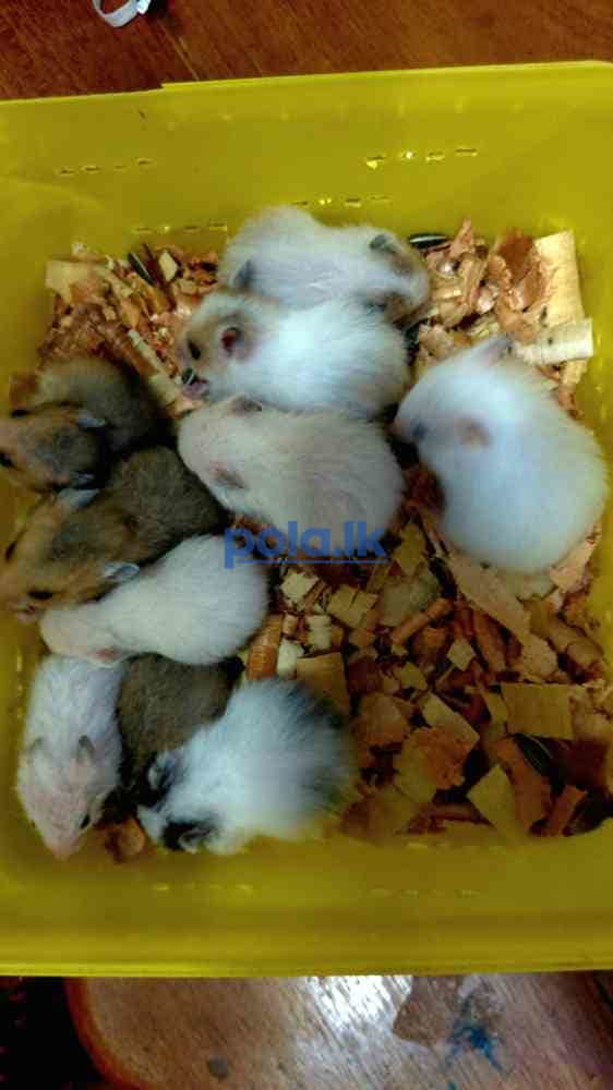Hamster babies for sale - photo 2