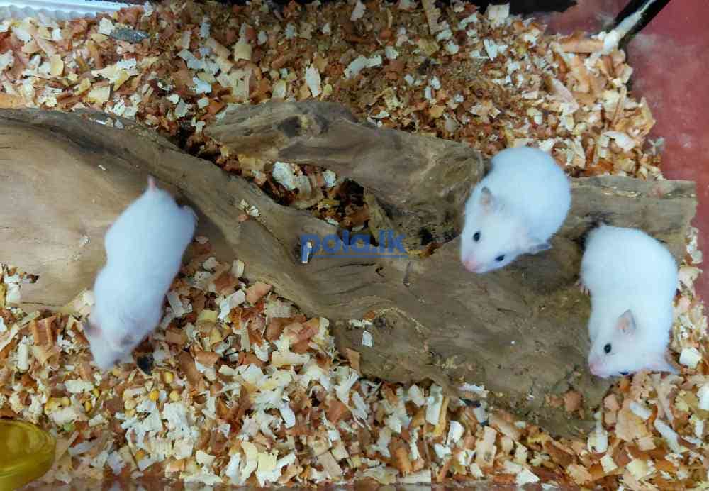 Hamster babies for sale - photo 3