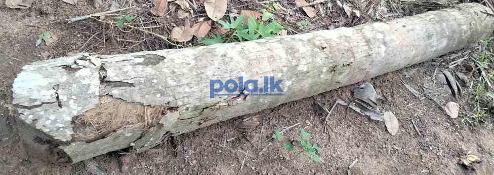 Two old coconut trees for sale - photo 2