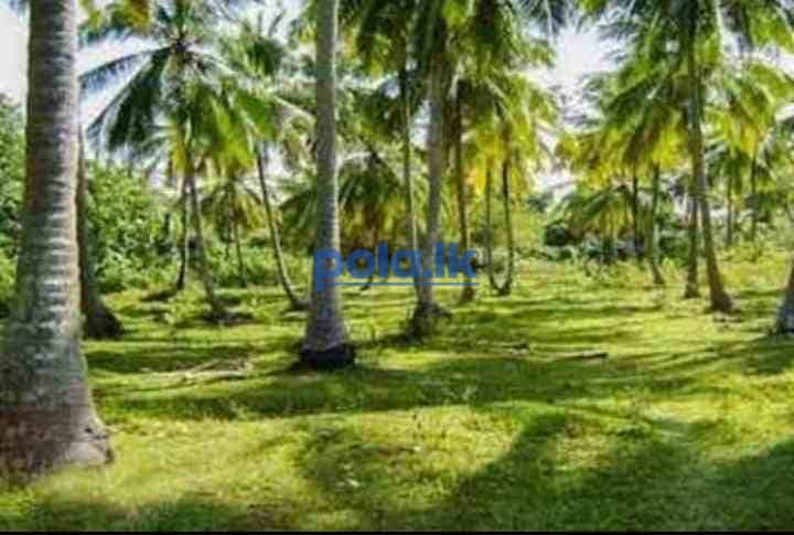 Land for sale in galewela - photo 2