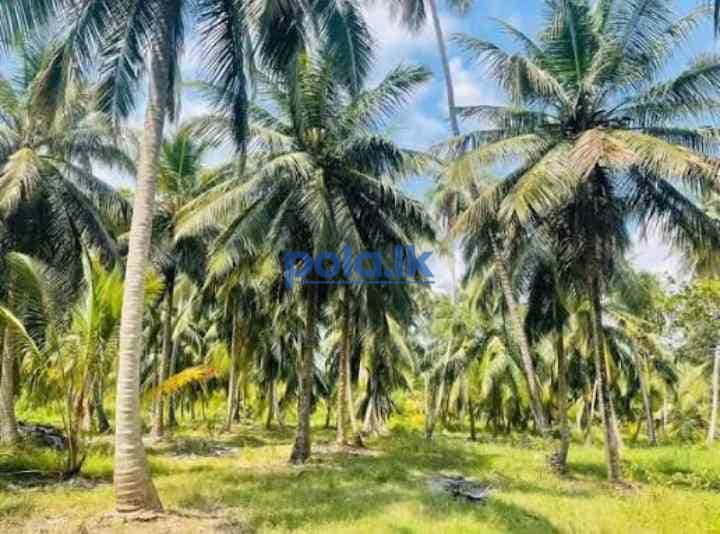 Land for sale in galewela - photo 3
