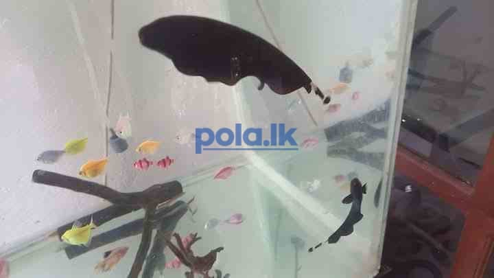 2 black ghost knife fish - photo 3