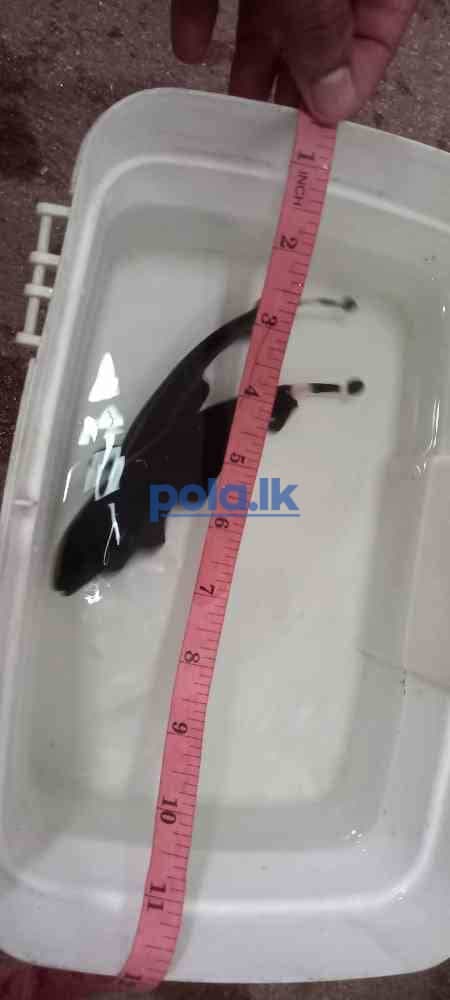 2 black ghost knife fish - photo 4