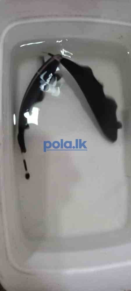 2 black ghost knife fish - photo 2
