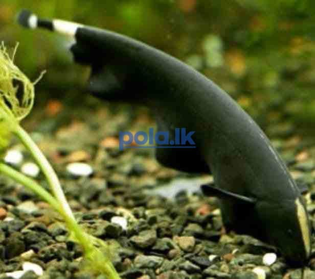 2 black ghost knife fish - photo 1