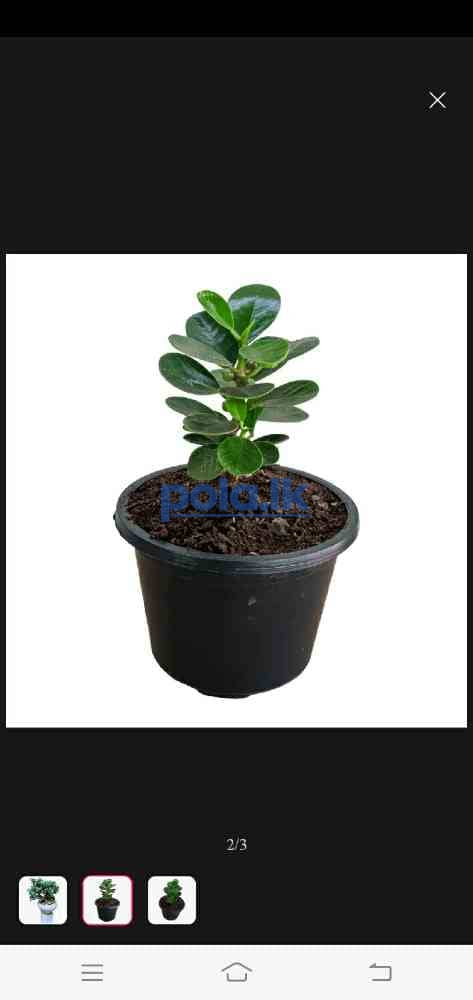 Bonsai plants - photo 3