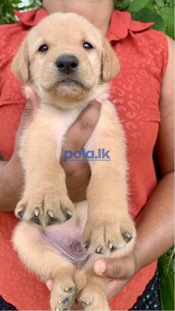 Labrador retriever puppies for sale - photo 6