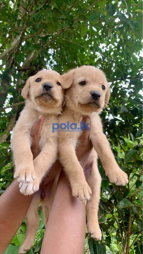 Labrador retriever puppies for sale - photo 5