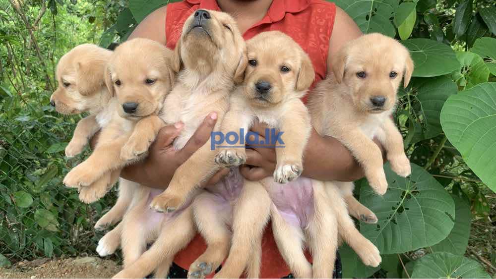 Labrador retriever puppies for sale - photo 3