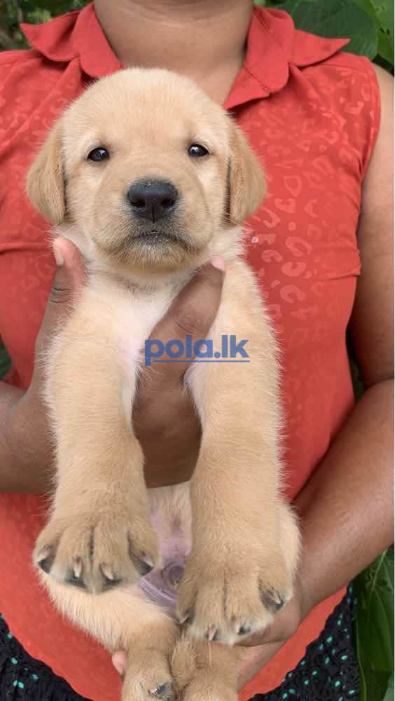 Labrador retriever puppies for sale - photo 2