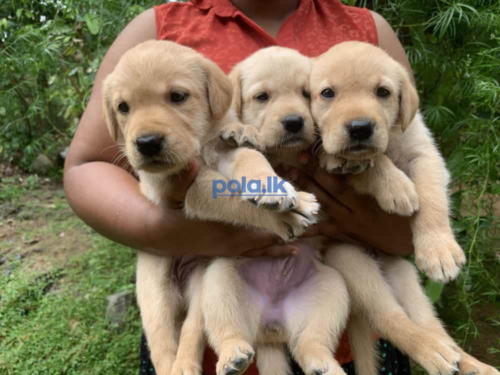 Labrador retriever puppies for sale - photo 7