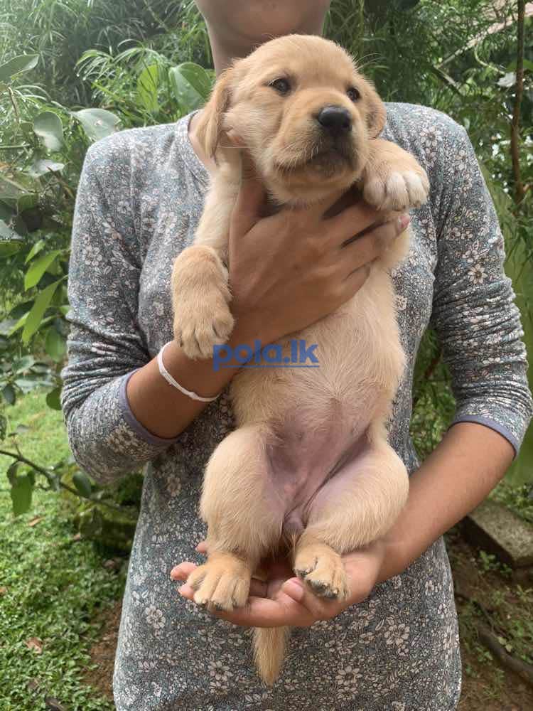 Labrador retriever puppies for sale - photo 1