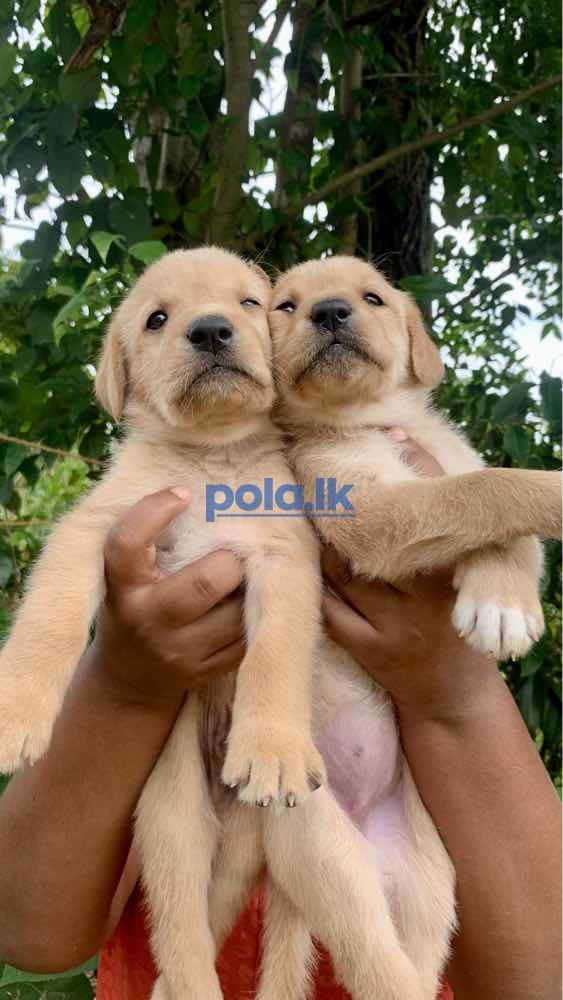 Labrador retriever puppies for sale - photo 4